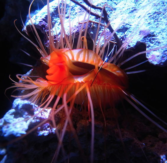 Screen Shot 2015-01-07 at 4.24.18 PM